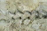 Archimedes Screw Bryozoan Fossil - Illinois #134327-1